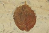 Two Fossil Leaves (Davidia & Beringiaphyllum) - Montana #188644-3